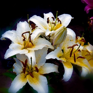 Fleurs de lys avec hallo flou - France  - collection de photos clin d'oeil, catégorie plantes